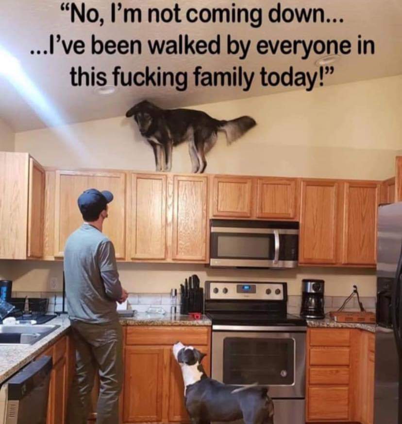 BarbaraMcMahon8's tweet image. Doggies are not happy with new measures  👀👀👀😁😁💚 #LockdownRules