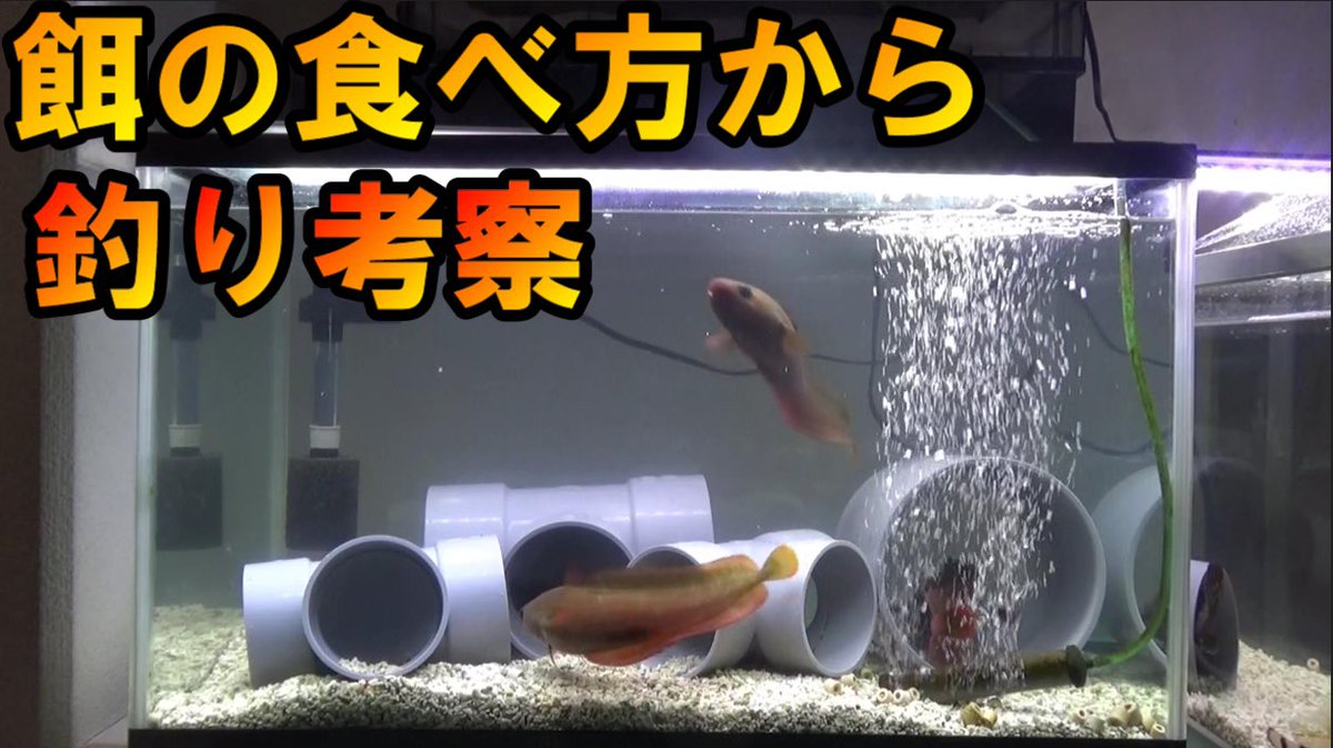 Kisuke キスケ Na Twitteru ドンコの餌やり動画 ドンコ動画をゴリ推し中です 今回は新しい水槽に移して ドンコに餌やりをしたところ とてもお下品な事をされました T Co Jd1y8ub9k0