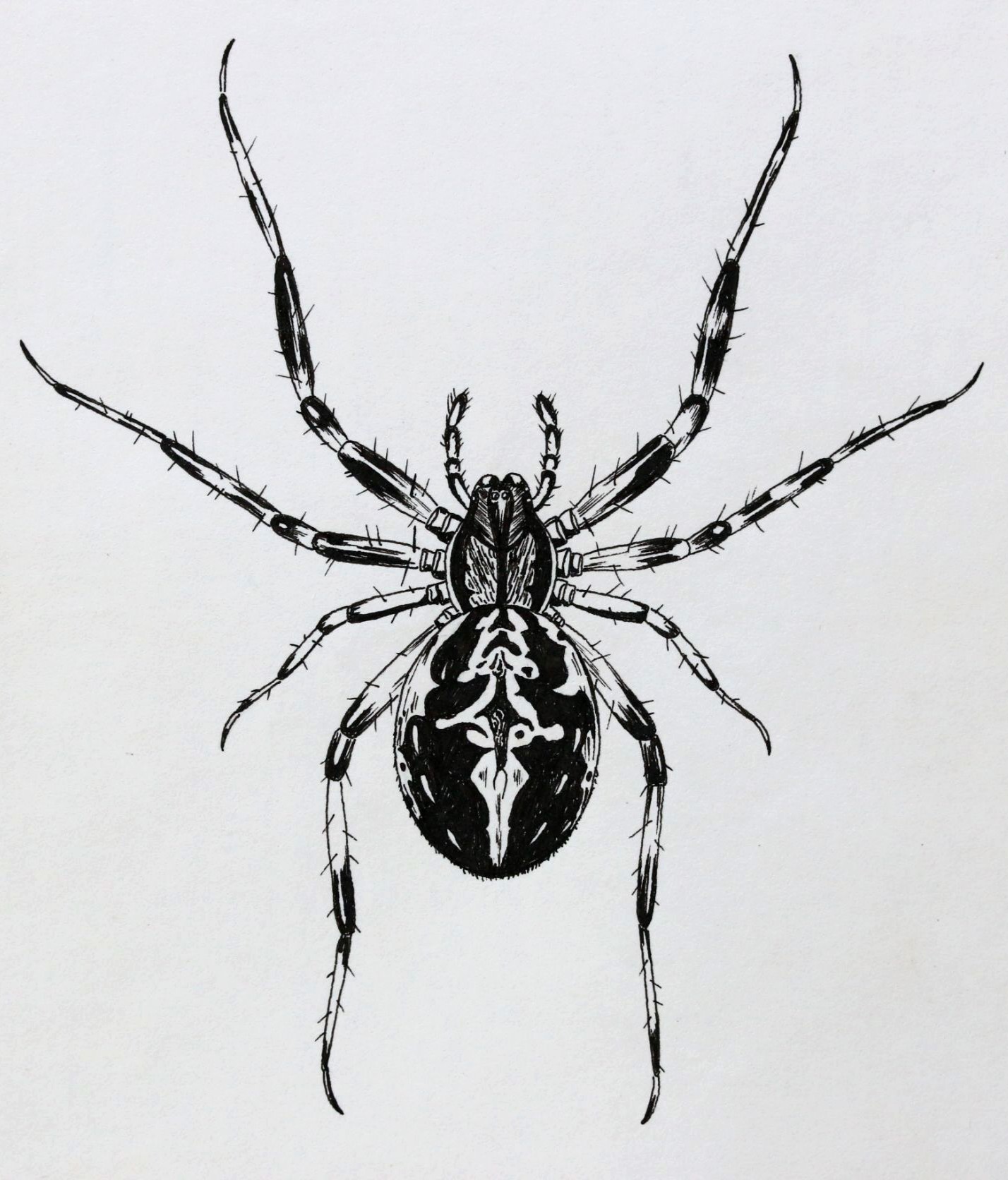 Twitter 上的 アトリエpuchuco 高校生の時に描いた蜘蛛の絵が出て来た 当時は蜘蛛にハマってて 文献漁って色々調べたり採集したりしてたなぁ 懐かしい 今も蜘蛛は大好きです T Co Od81m8ezqx Twitter