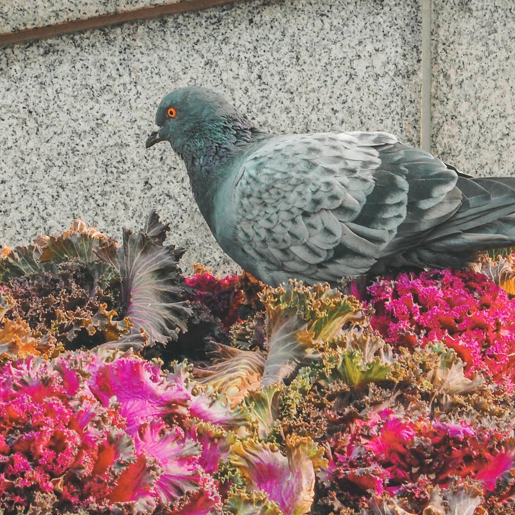 adventure_work's tweet photo. There's a lot of pigeons roaming around the park in front of Busan station.
#solotraveler #solotravel #wunderlust #wanderlustXL #WorkAndAdventure #travelthroughtheworld #travelandexplore #travelpic #pusan #busan🇰🇷 #southkorea #southkoreatrip https://t.co/RCSheGhkvI