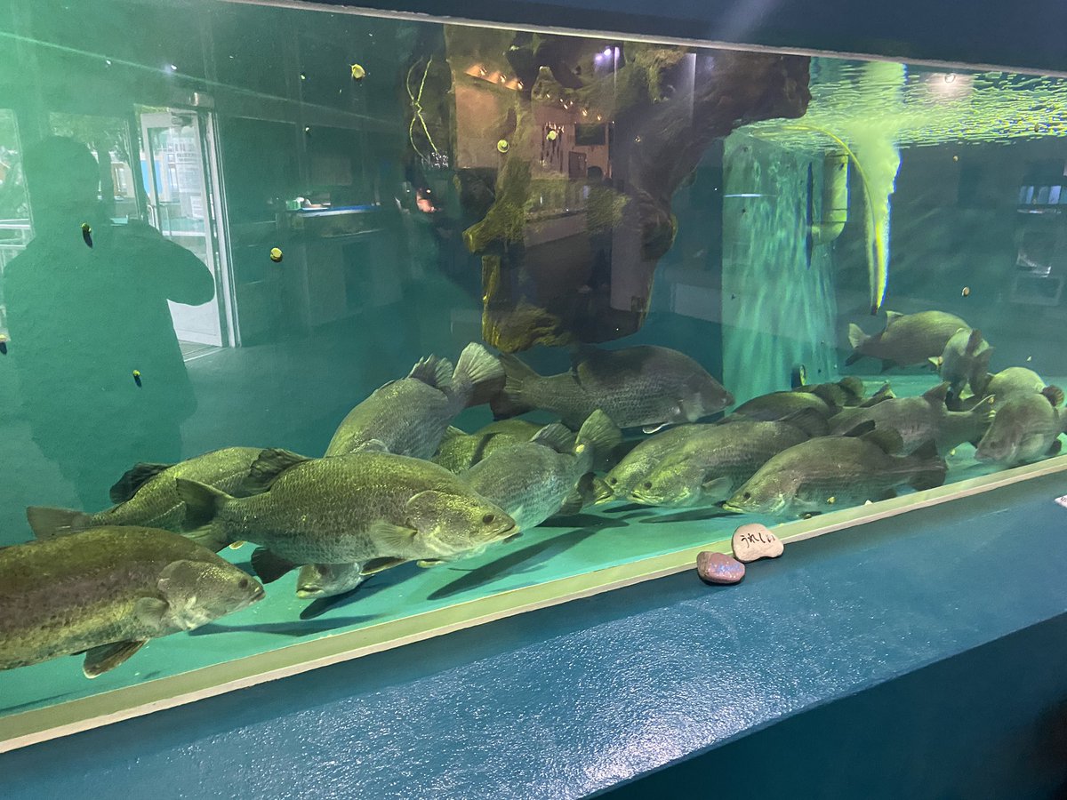 Sorari ユキフリソデウオという魚です リュウグウノツカイの仲間でかなり珍しい魚ですよ