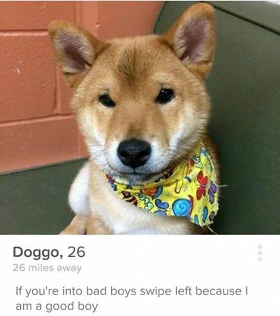 NewlandsPets's tweet photo. Is this the best Tinder profile ever? https://t.co/EKyMdtYypv