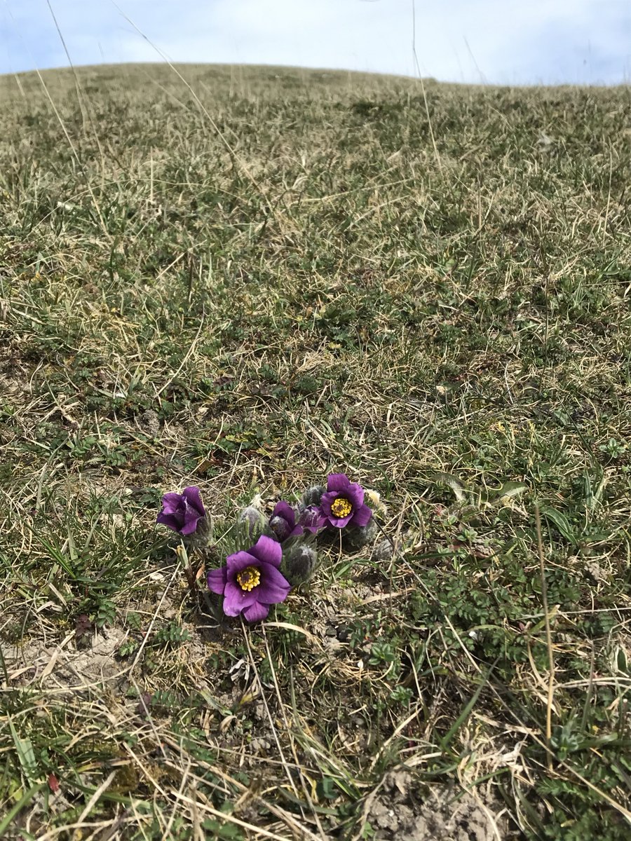 NEThamesSolent's tweet photo. Beautiful Pasque flowers brightening up the day at #KnockingHoe National Nature Reserve #Chilterns #chalkgrassland https://t.co/thMhzFvLbe