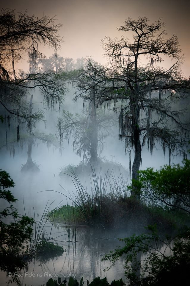 47whitebuffalo's tweet photo. #RexAdams #photography #Florida @95jpf #Nature https://t.co/sFH5saPglN