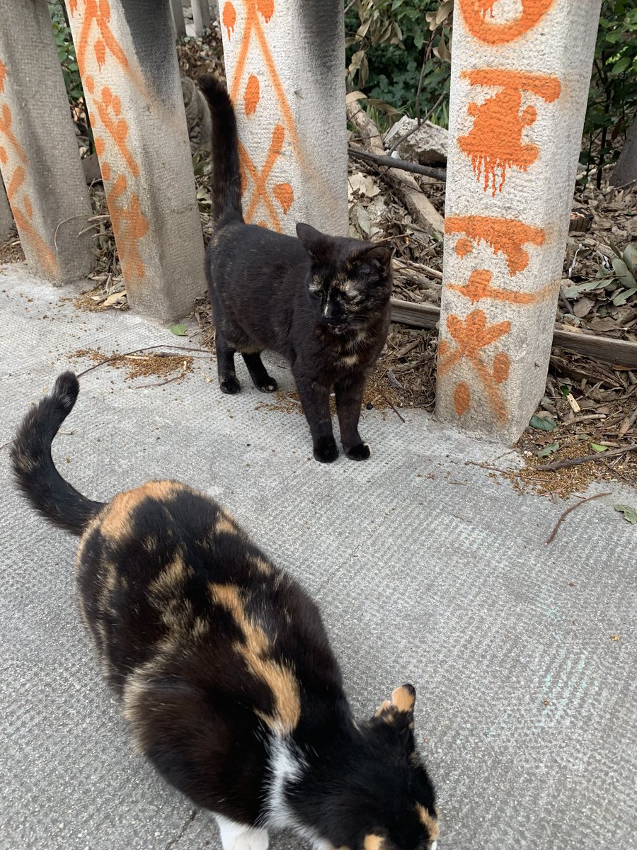 Also, maintaining my idiom, I met some nice cats today.