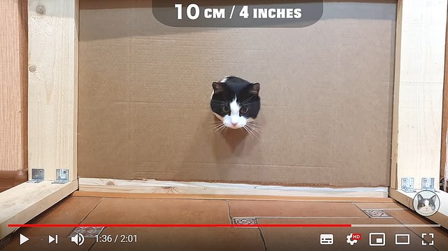 猫さんはどのくらいのサイズの穴まで入ろうとする 実験動画が話題に 飼い主さん達からは 通る気があるかないかだね Togetter