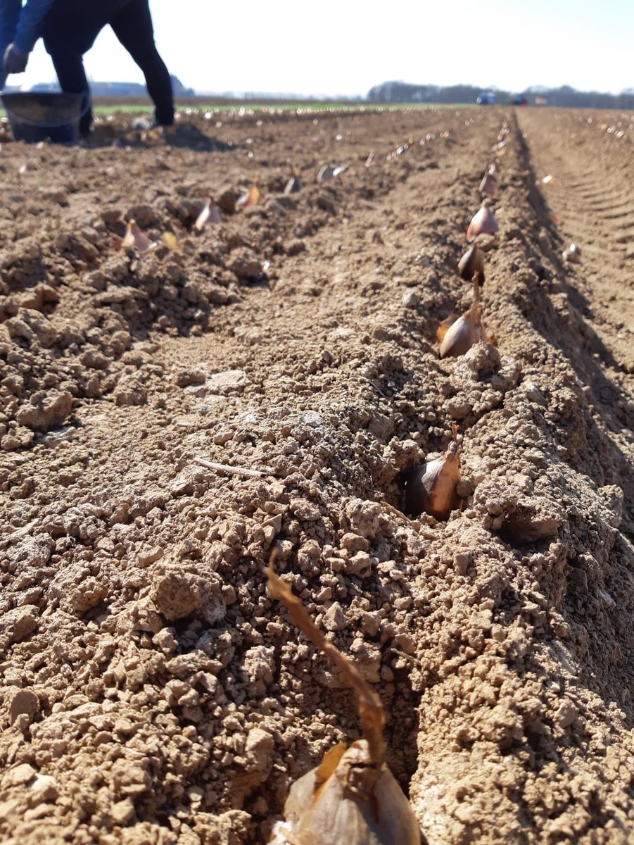 fermedesarches's tweet photo. [#Echalotes] 🖐🏻☀️ Plantation manuelle des échalotes de tradition sous le soleil de Beauce. 

🚜 Issues d'exploitations HVE, ces échalotes seront récoltées en juillet et commercialisées en #BIO ou en #ZRP. https://t.co/MFJHksGWNf