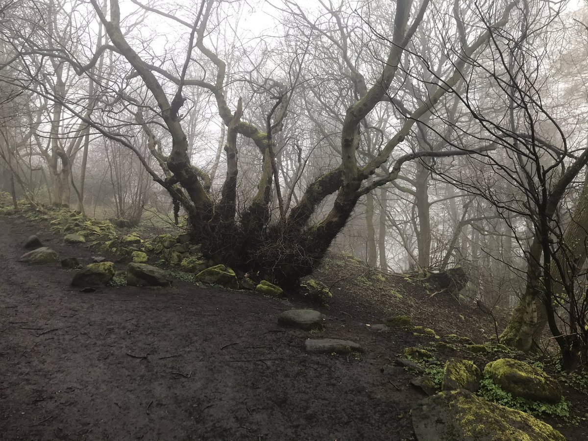 budgetedinburgh's tweet photo. Getting some exercise during #lockdown, Corstorphine Hill is looking spooky yet #beautiful! Still one of favourite places to visit!
https://t.co/4cvz48cqyB https://t.co/p0soBcfC0w