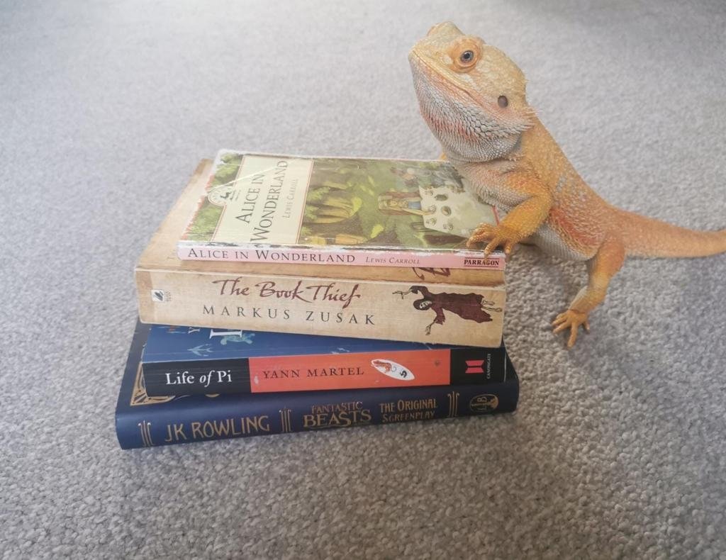 gateslibraries's tweet photo. Norbert the bearded dragon put some thought into his next book...but #FantasticBeasts came out his winner! #petspick #librarylife #lockdownlife https://t.co/IndTKmJcd8