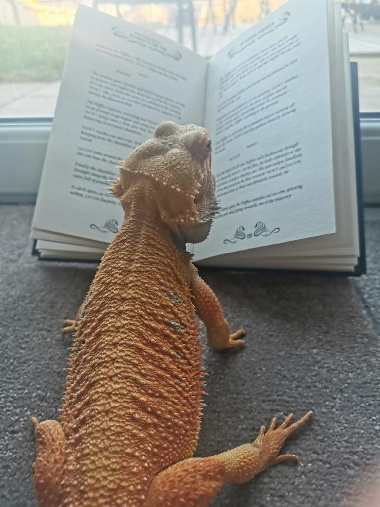 gateslibraries's tweet photo. Norbert the bearded dragon put some thought into his next book...but #FantasticBeasts came out his winner! #petspick #librarylife #lockdownlife https://t.co/IndTKmJcd8