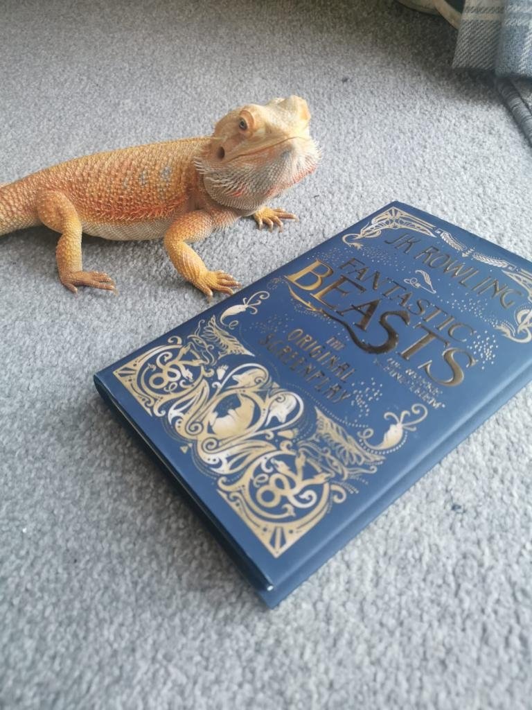 gateslibraries's tweet photo. Norbert the bearded dragon put some thought into his next book...but #FantasticBeasts came out his winner! #petspick #librarylife #lockdownlife https://t.co/IndTKmJcd8