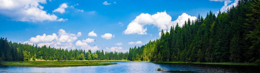 PackTrend's tweet image. Fresh from the forest packintel.wordpress.com/2020/03/26/fre…