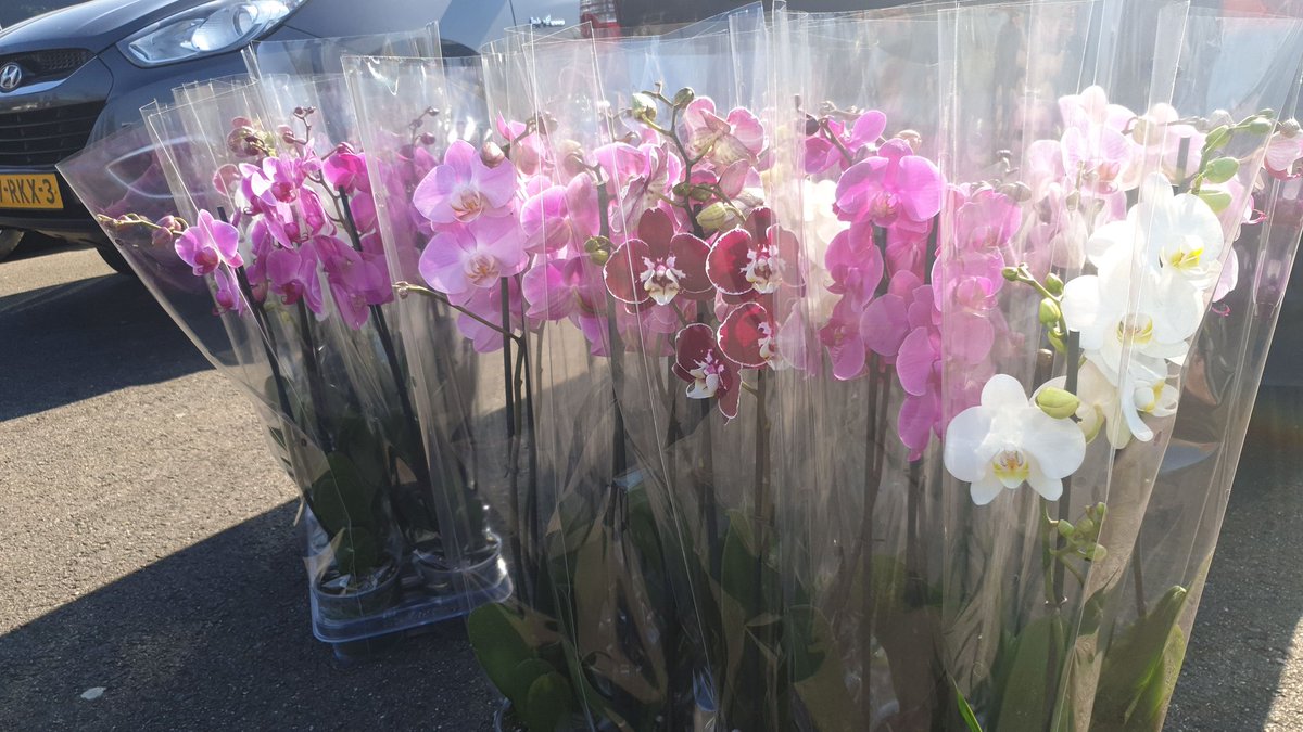 Tuinbouw Tessa tweet media