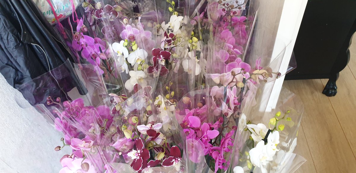 Bedankt <a href="/SionOrchids/">Sion</a> dat ik die mooie orchideeën bij jullie mocht kopen. Ik heb heel veel dankbare gezichten gezien. Mensen steun de telers en doe mee aan de #flowerboostchallenge