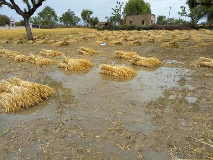 Sinwar0000's tweet photo. #पड़ी_होगी_किसी_की_दौलत_तिजोरी_में_साहब_किसानों_का_तो_सोना_पानी_में_तैर_रहा_ह ....RLP https://t.co/31lp8eOzcD