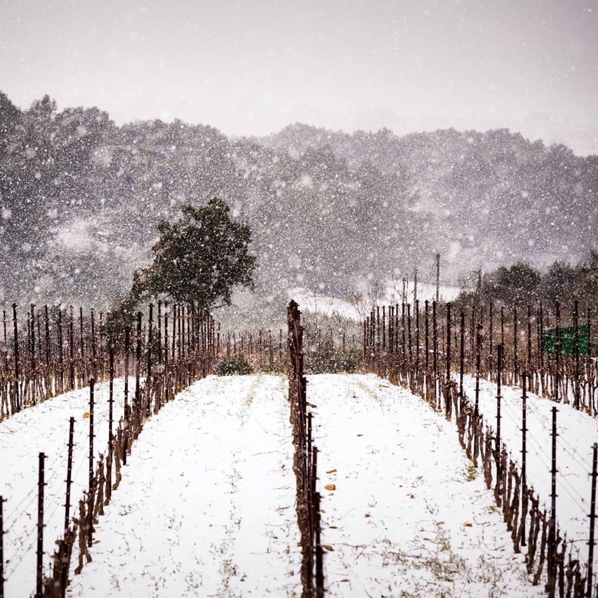 VinsduLanguedoc's tweet photo. Un printemps spécial et une invitée inattendue sur Faugères et vers Berlou Saint Chinian, oui il a bien neigé 🌱😶🌨🍇 📸 @arielledemets &amp; @SaintChinian  #winelover #wine #printemps #snowinspring https://t.co/5qGjNScshk
