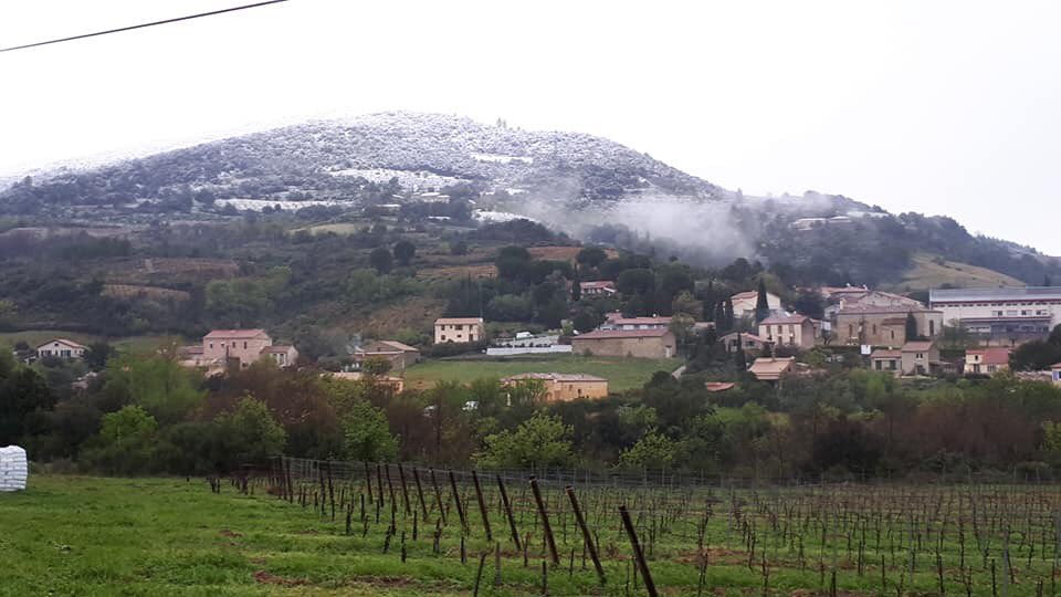 VinsduLanguedoc's tweet photo. Un printemps spécial et une invitée inattendue sur Faugères et vers Berlou Saint Chinian, oui il a bien neigé 🌱😶🌨🍇 📸 @arielledemets &amp; @SaintChinian  #winelover #wine #printemps #snowinspring https://t.co/5qGjNScshk