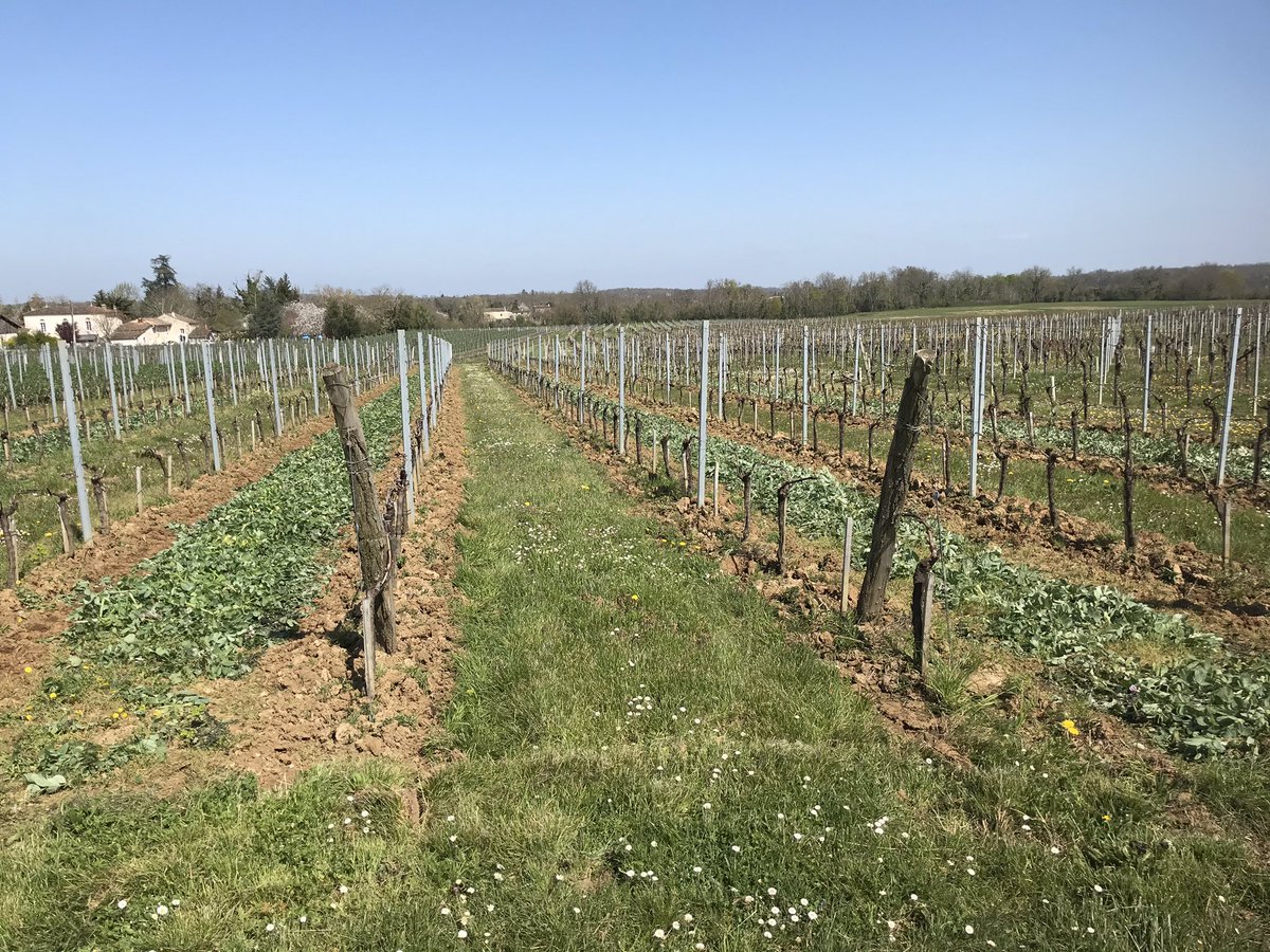 C est le printemps 🌷 le moment de rouler les engrais verts et travailler le cavaillon pour préparer le millésime 2020 <a href="/Caves_de_Rauzan/">Caves de Rauzan</a> #hve #biodiversite