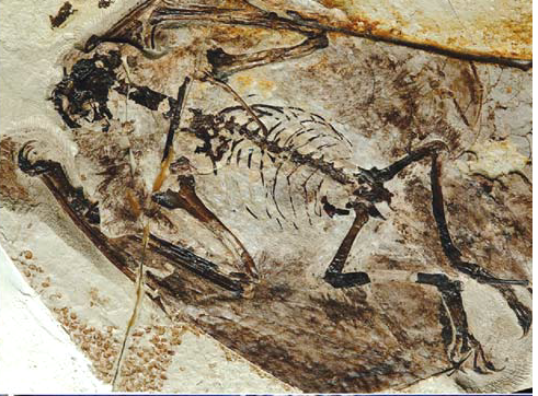  #Pterosaur of the day J: Jeholopterus. "Jehol wing" Lived 164 Ma in Western China. One of the smallest pterosaurs with a wingspan of just 90 cm, but one of the best preserved with wing fibres and pycnofibres clearly preserved (L; Elgin et al. 2011, R; Wang et al. 2002) 1/3