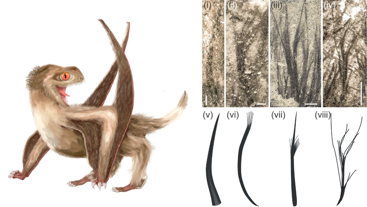 More recently described specimens have been described with tufted pycnofibres, leading to the suggestion that these fibres are in fact homologus to dinosaur and bird feathers, rather than analogous, although this is still disputed (Benton et al. 2019) 2/3