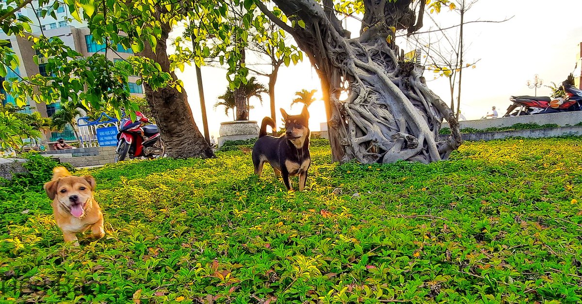 Vitieub54526311's tweet image. #vtbstudio
#vtbmultimedia
#muonmaucuocsong
#nhatrang
#A51