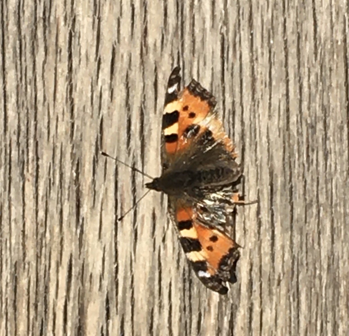 NisulaAm's tweet photo. Sain napattua kuvankin - vähän on siipirikkoa, mutta lentää kauniisti! #perhonen #homeofthecurious @UniLUT #obsevations #spring https://t.co/UvR0sxayy1