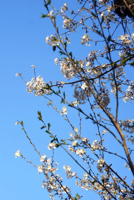 シンプルなのも楽しいですみんなもおいでよオールドレンズ沼 