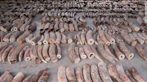 NyamuJim's tweet photo. In 2016, Kenya destroyed over 100 tonnes of Ivory &amp; 1tonne of rhino horns ,this gesture was to demonstrate that ivory has no intrinsic value but to be on elephants .The message was very strong to the ivory markets who have caused a huge appetite causing a huge elephant slaughter. https://t.co/fNSXfJj8Ed