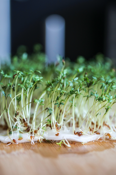 hubbubUK's tweet photo. How might community growing schemes change the way we eat in the future? #HubbubInvestigates https://t.co/XCAwab4HUf https://t.co/6iYxvyS2TI