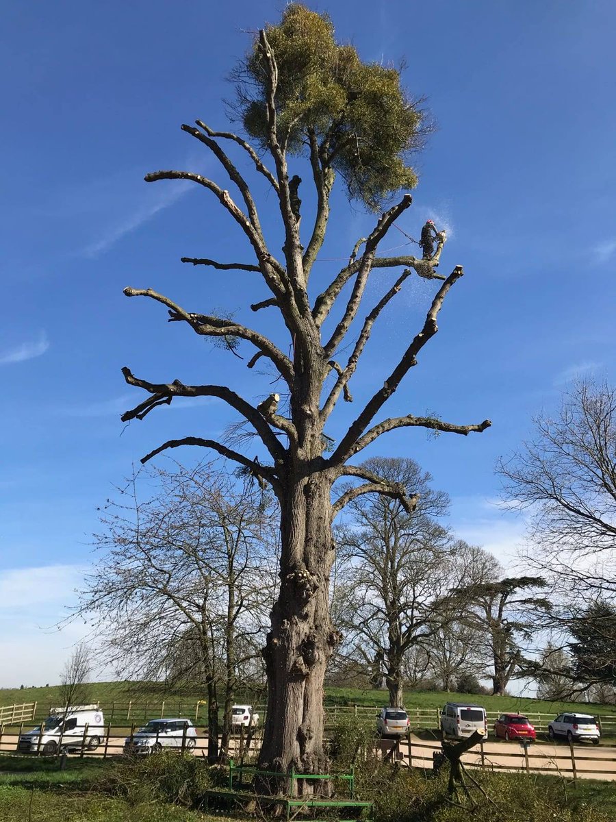 Our last job done in the sunshine on Wednesday <a href="/HartleburyCPT/">Hartlebury Castle</a> 
We can take on type of tree big or small #treesurgery #groundmaintenance #worcestershirehour