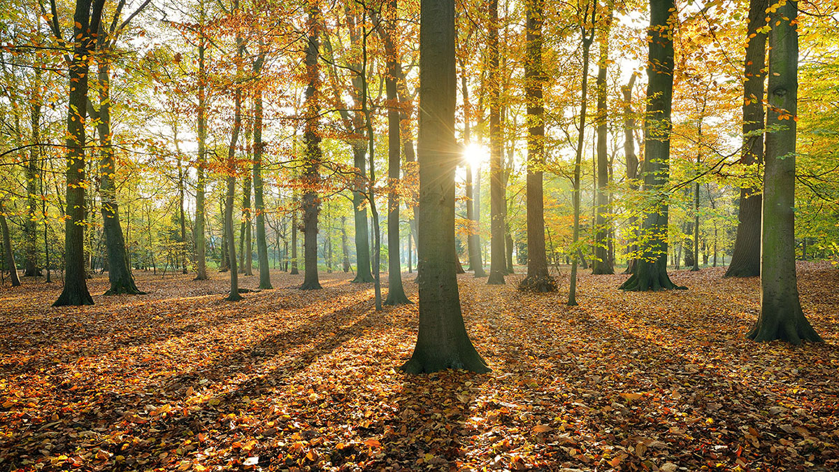 AssemblyHub's tweet image. Is the Church Missing the Forest for the Trees? by Joey Monteleone "What if the thing that is causing inconvenience and confusion right now is the very thing God is trying to use to get his Church ‘out of the pews?’" 

assemblyhub.com/is-the-church-… 

#churchtalk #churchtruth