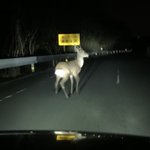 【深夜の運転は要注意】野生のシカと道路で鉢合わせたドライバーの運命やいかに