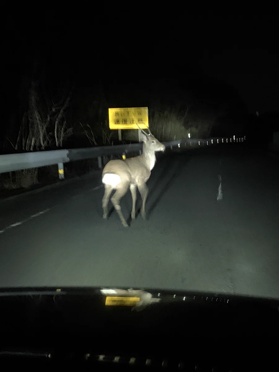 【深夜の運転は要注意】野生のシカと道路で鉢合わせたドライバーの運命やいかに