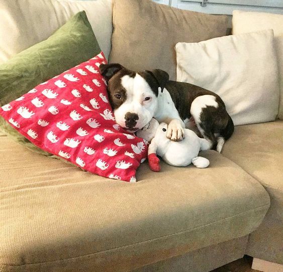 pitbullsad's tweet photo. I am a puppy, I am like clay. You can shape me and mold me into whatever you want me to be. I will become what you create. Mold me with love. https://t.co/SndDFmRp6M