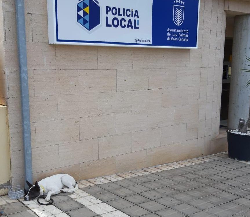 ¿Conoces a esta preciosidad 🐶? 

Se ha extraviado en la zona de MIller Bajo y carece de microchip.

Nos hacemos cargo de ella en espera del servicio de recogida. Ayudanos con tu rtw a intentar localizar a su dueñ@.