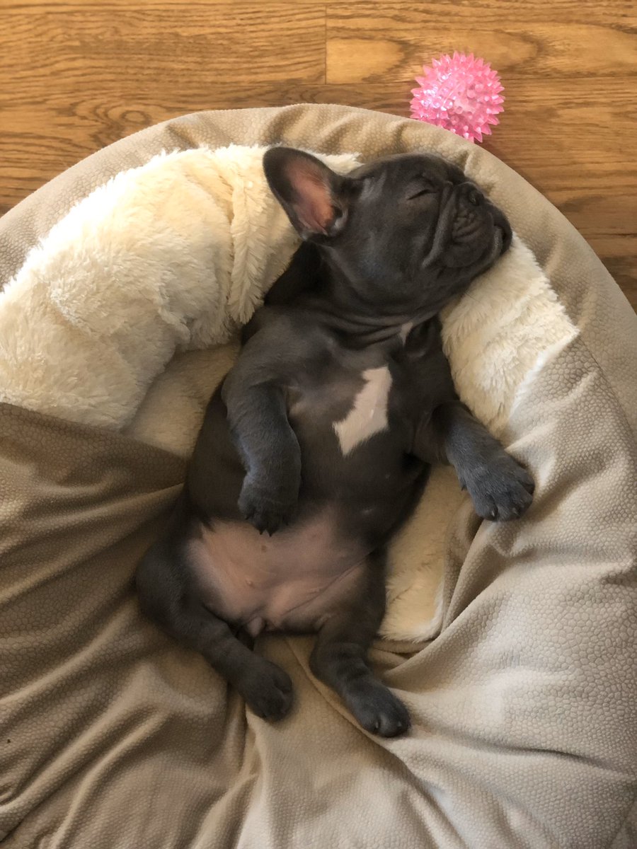 We found her like this 😍 #puppylove #dreams #frenchie #frenchbulldog #bluefrenchie #puppy #Naptime