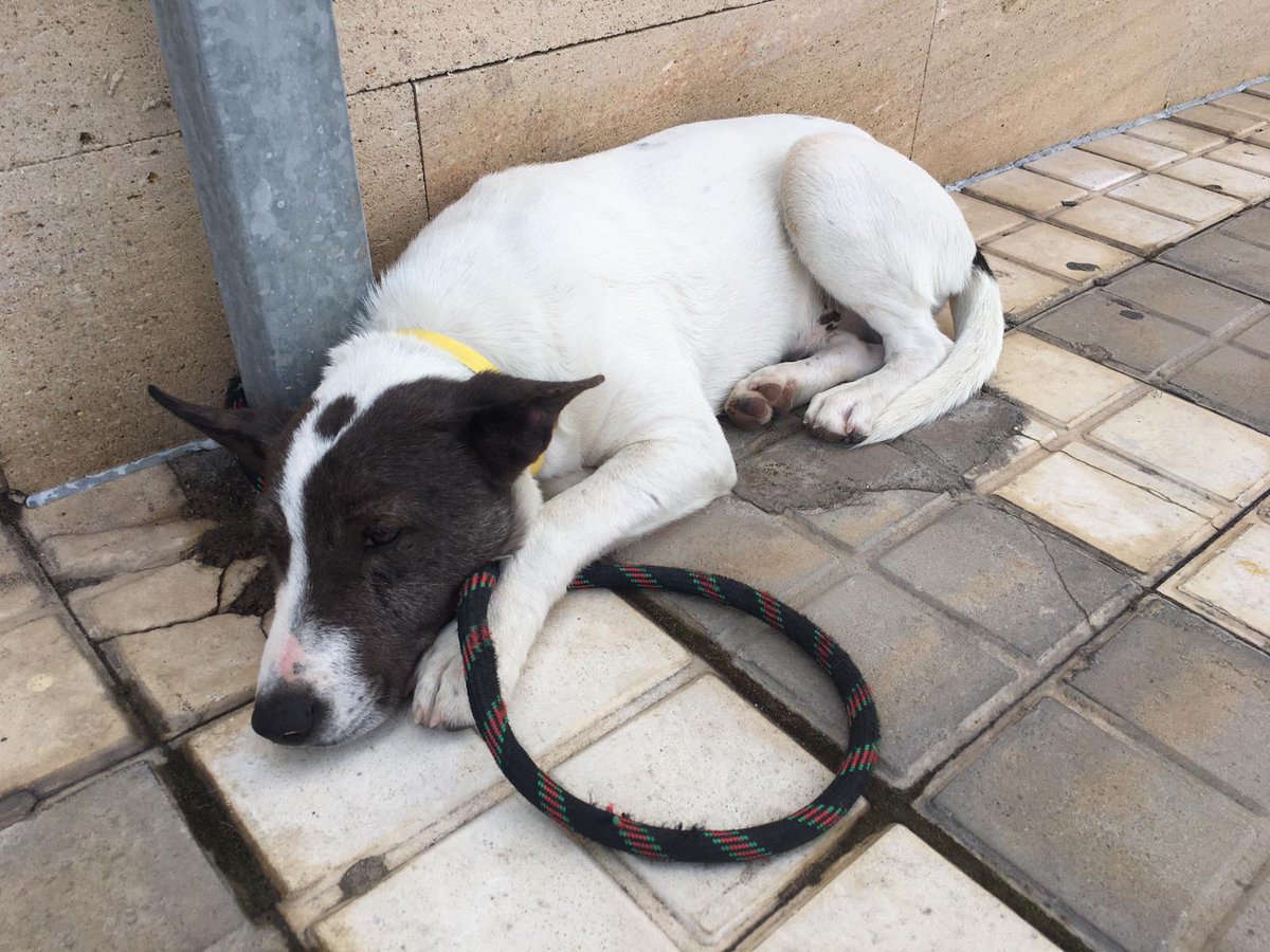 PoliciaLPA's tweet photo. ¿Conoces a esta preciosidad 🐶? 

Se ha extraviado en la zona de MIller Bajo y carece de microchip.

Nos hacemos cargo de ella en espera del servicio de recogida. Ayudanos con tu rtw a intentar localizar a su dueñ@. https://t.co/5eMeaBfOHy