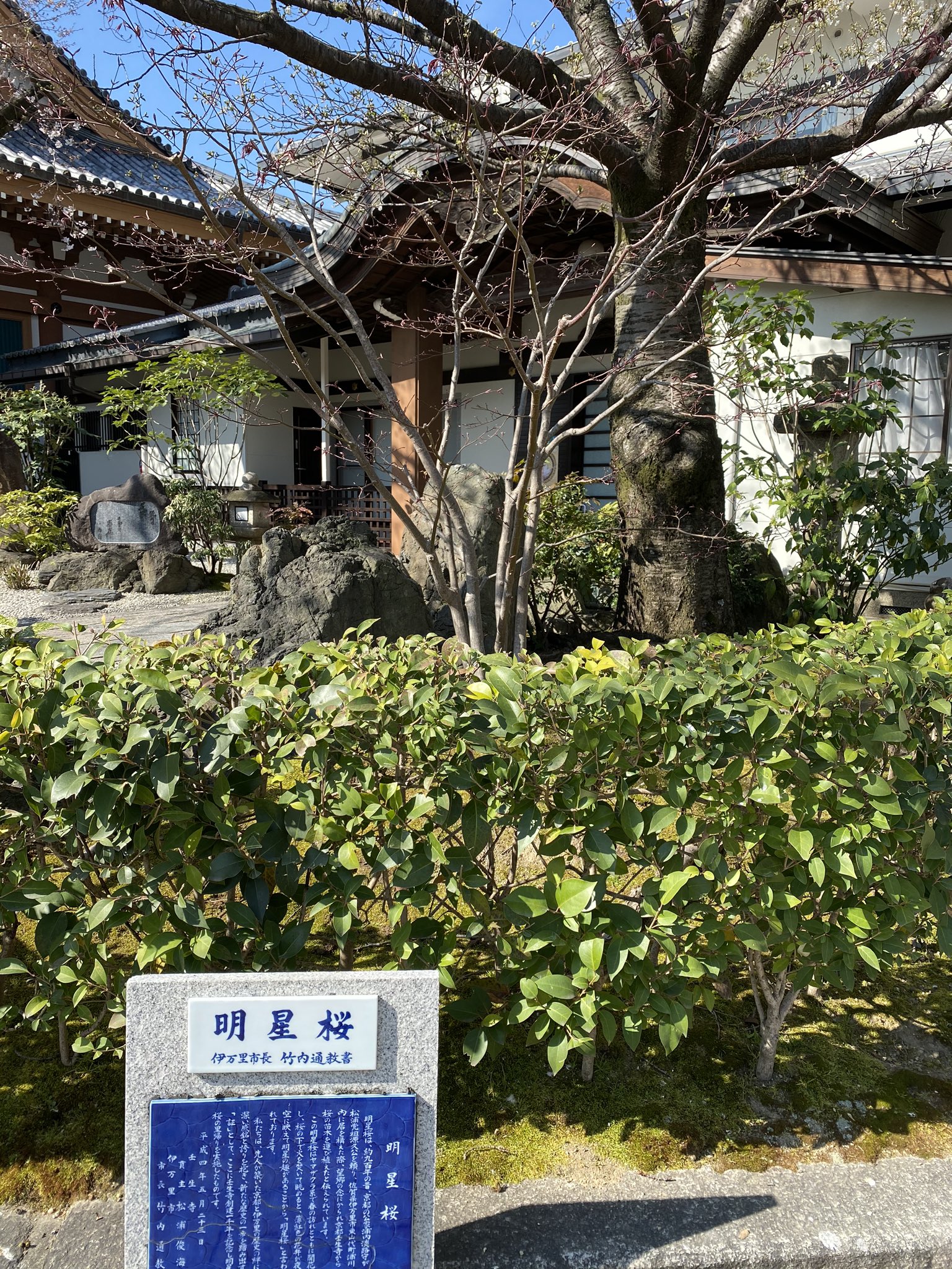 ましの 京都壬生寺の明星桜 佐賀伊万里の明星桜 明星桜 T Co L4nmkmwuax Twitter