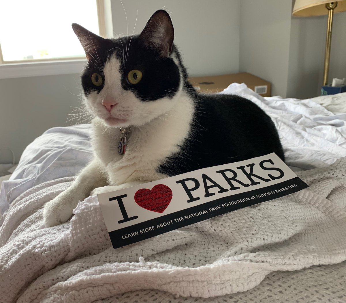 Say hello to Archie. Archie is head of HR (Hairball Resources) and has a Master's degree in Very Important Cat Business. His favorite  @NatlParkService site is Eisenmeower National Historic Site. #FindYourPark  #EncuentraTuParque
