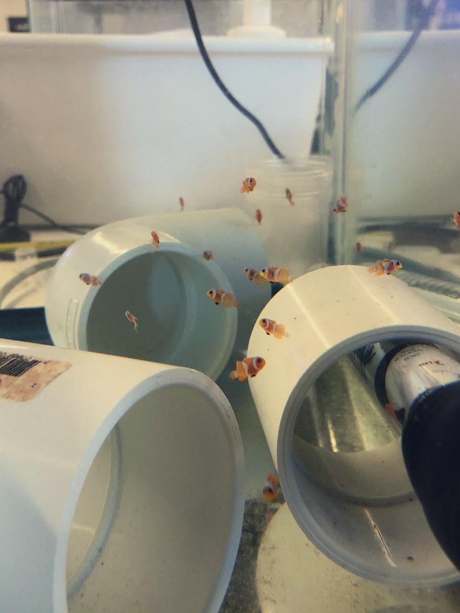 MSMHSaqua's tweet photo. “There is beauty in everything, even in silence and darkness” -Helen Keller #aquaculture  #clownfish #MSMHS https://t.co/djWvDzOakr