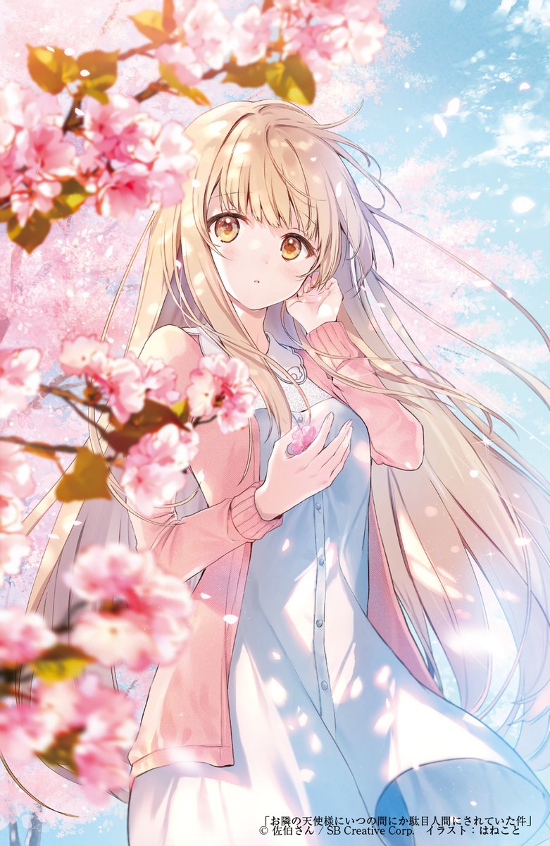 桜を見つめる天使 はねこと お隣の天使様 アニメ化のイラスト
