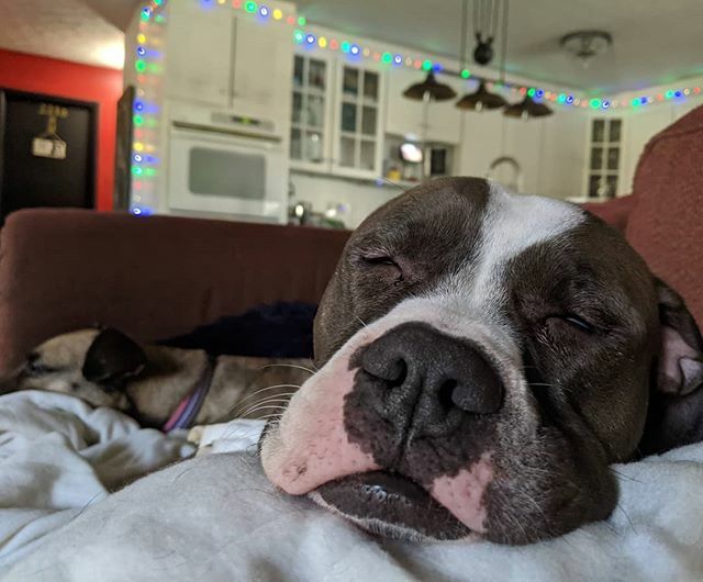 It's because I'm under a heated blanket you see. #sleepypuppy #cutedogs #dogsofinstagram ift.tt/2QKLM7e