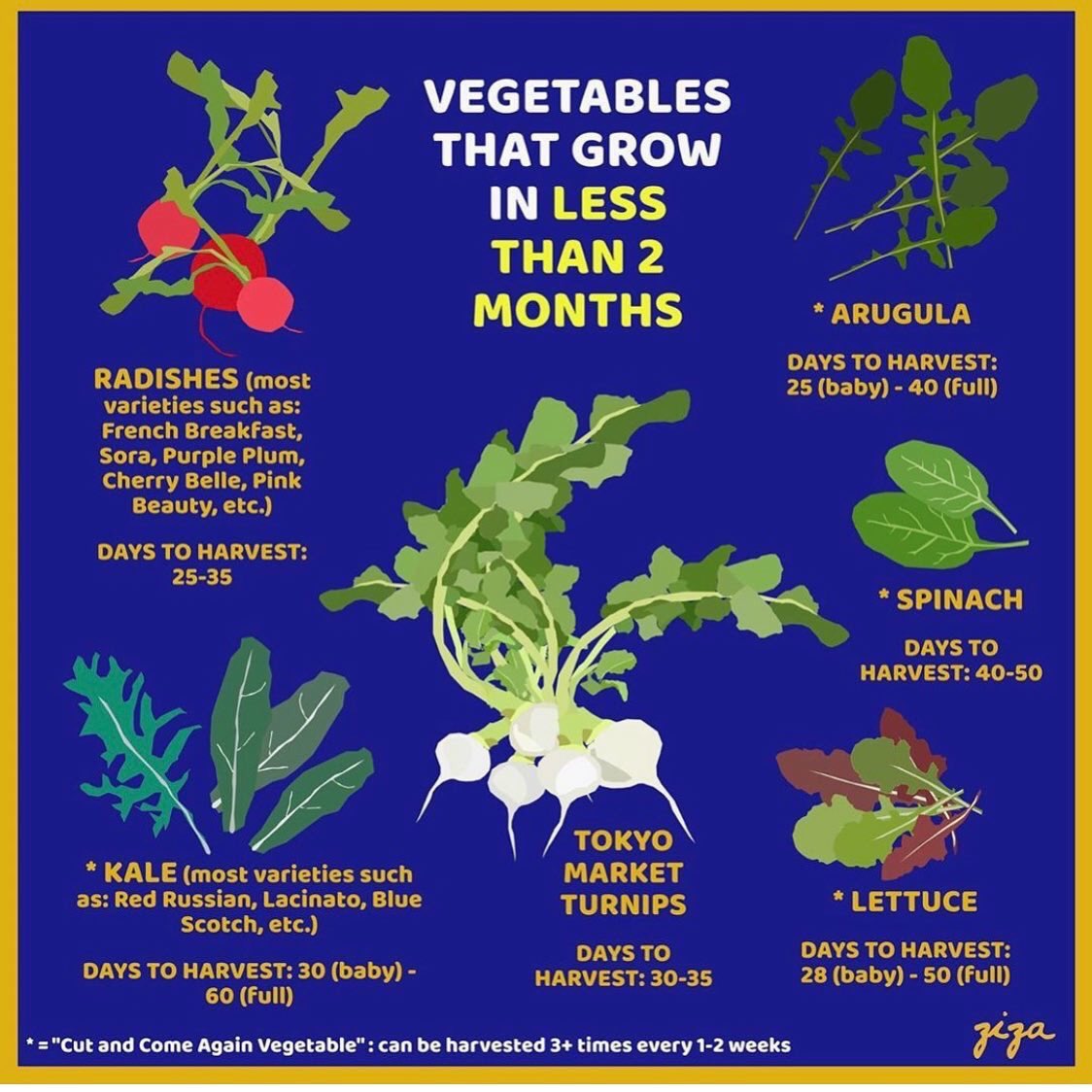 If you’re looking for quick growing vegetables then why not try these. Their seeds germinate really quickly so they’re good for young gardeners who are eager to see things sprouting through the soil! Buy your seeds now and we’ll show you how to plant them next week on our FB page