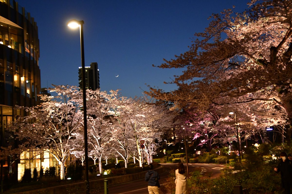 小林謙三 チーム謙三 新型コロナワクチン接種前後 しばらくマスク着用 デジタル花見 新型コロナウイルス感染拡大防止 外出自粛目的 東京ミッドタウン六本木の夜桜ライトアップの写真です １枚目 ２枚目の写真 3月26日 木 ３枚目 ４枚目の写真 3月25日