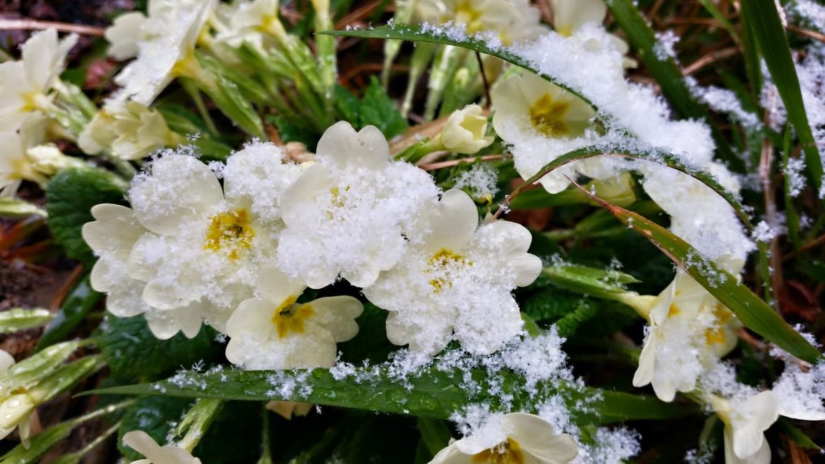 PrimalpeCanzo's tweet photo. Impressioni di neve ieri a #Primalpe un freddo non abituale e il cielo gonfio e basso, nessuno passa all’orizzonte, nessun rumore, nessuna persona, solo la natura in questi giorni da #coronavirus le api ferme a contrastare il freddo e i rigori irrigiditi, è primavera forse https://t.co/IQ7ehNv60i