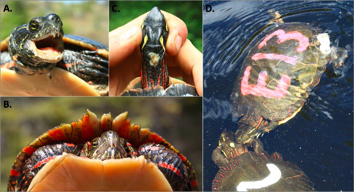 AlgonquinWRS's tweet photo. Now out for review, "Sex, shells, and weaponry"!
Highlights: Alternative reproductive tactics in long-lived species; shift from courtship->coercion across ontogeny; males match morphology (ornament/weapons) to behaviour (courtship/coercion)
#Tomiodont #Turtle #Herpetology 1/ https://t.co/Sw61TaE0BZ