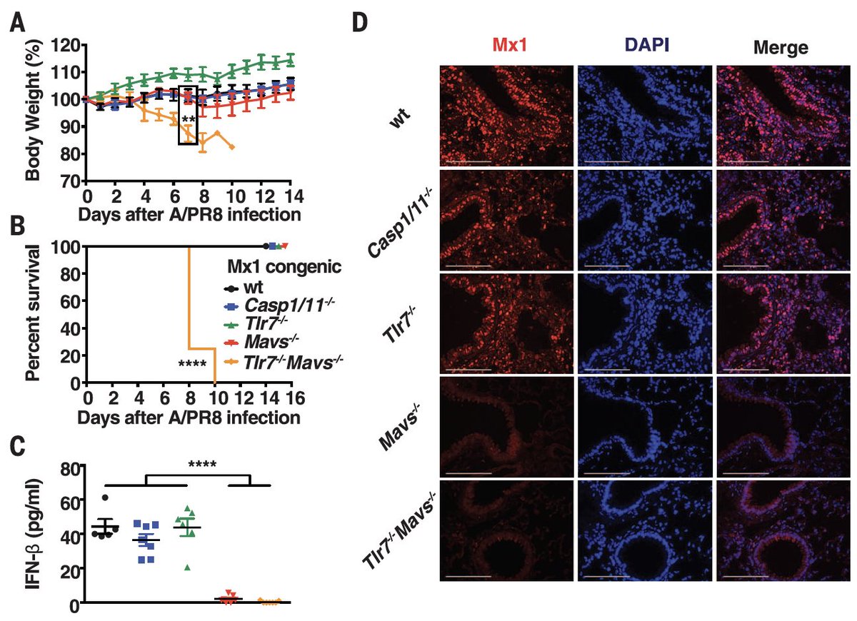 ... we made a mouse model that mimicked this immune response in the elderly (Mx1+/+ mice w/ genetic deletion of tlr7, mavs). Failure to induce type I IFN led to high viral titer, 2º bacterial infection, severe lung inflammation, and death.