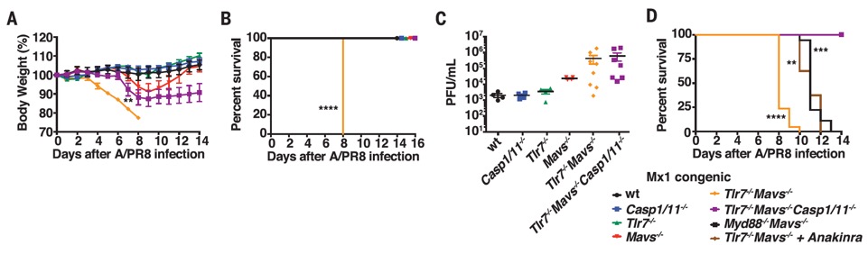 To our surprise, if we ALSO deleted the  #inflammasome pathway (tlr-/-mavs-/-casp1/11-/-), mice still had high flu viral & bacterial titers, but SURVIVED (less immunopathology, reduced venular necrosis). In the absence of IFN responses, del of casp1/11 rescued mice from lethality.