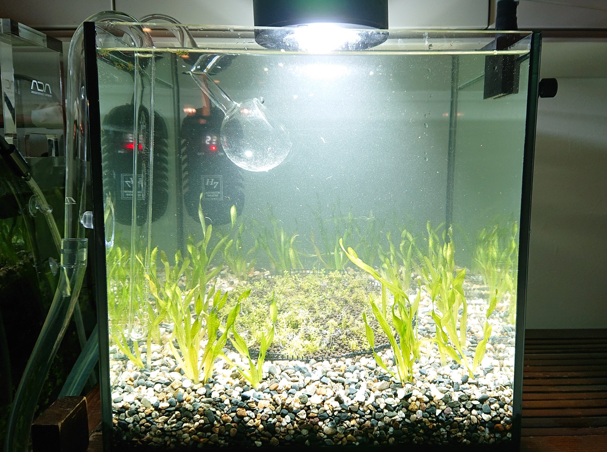 カネゴン ねすこん 注水and植栽しました センターのソイルにはｷｭｰﾊﾞﾊﾟｰﾙｸﾞﾗｽ で周囲にｽｸﾘｭｰﾊﾞﾘｽﾈﾘｱを植えて ﾊﾞﾘｽﾈﾘｱの隙間からｷｭｰﾊﾞﾊﾟｰﾙの広場が見える的なのを狙ってみました ２ヶ月後位にいい感じに仕上がるのではとの予想です T Co
