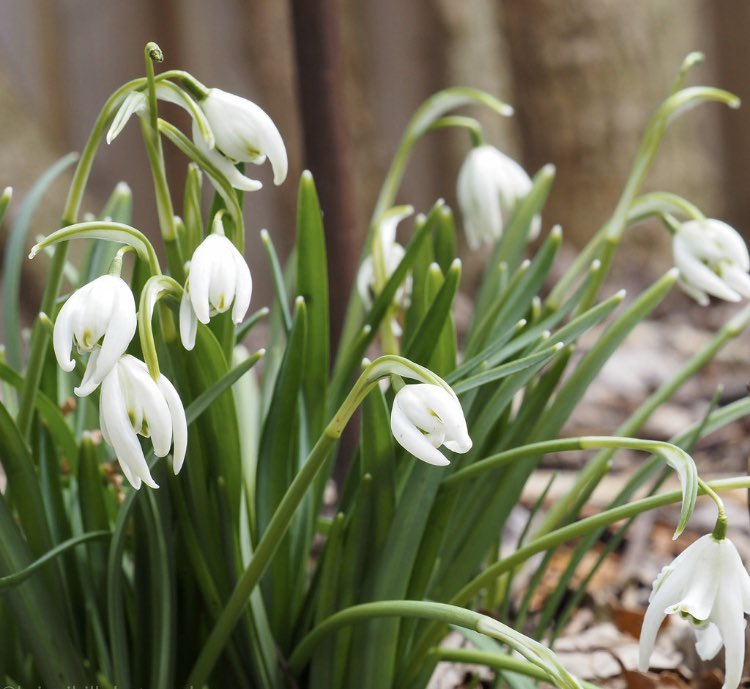 First signs of spring #Leslieville #torontolife #SelfIsolation #NaturePhotography #flowers #SpringFlowers #torontoblog #Toronto @HenrysCamera @getolympus #gardening
